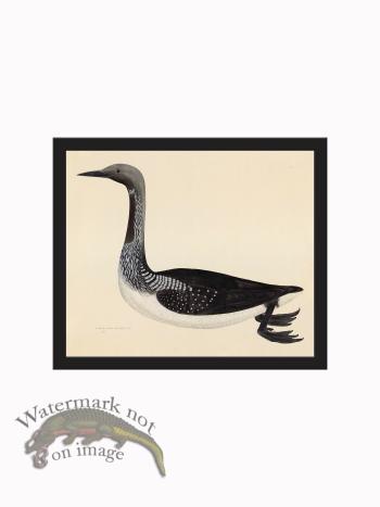 Rudbeck CFA_BF 33 Diver